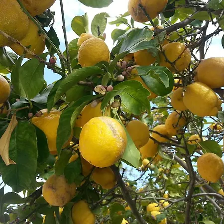 Arancio Giorgio *